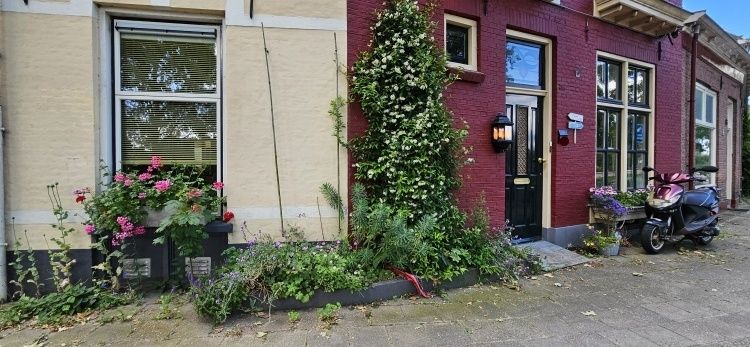 Geveltuin met bloeiende planten langs een smalle stadsstraat